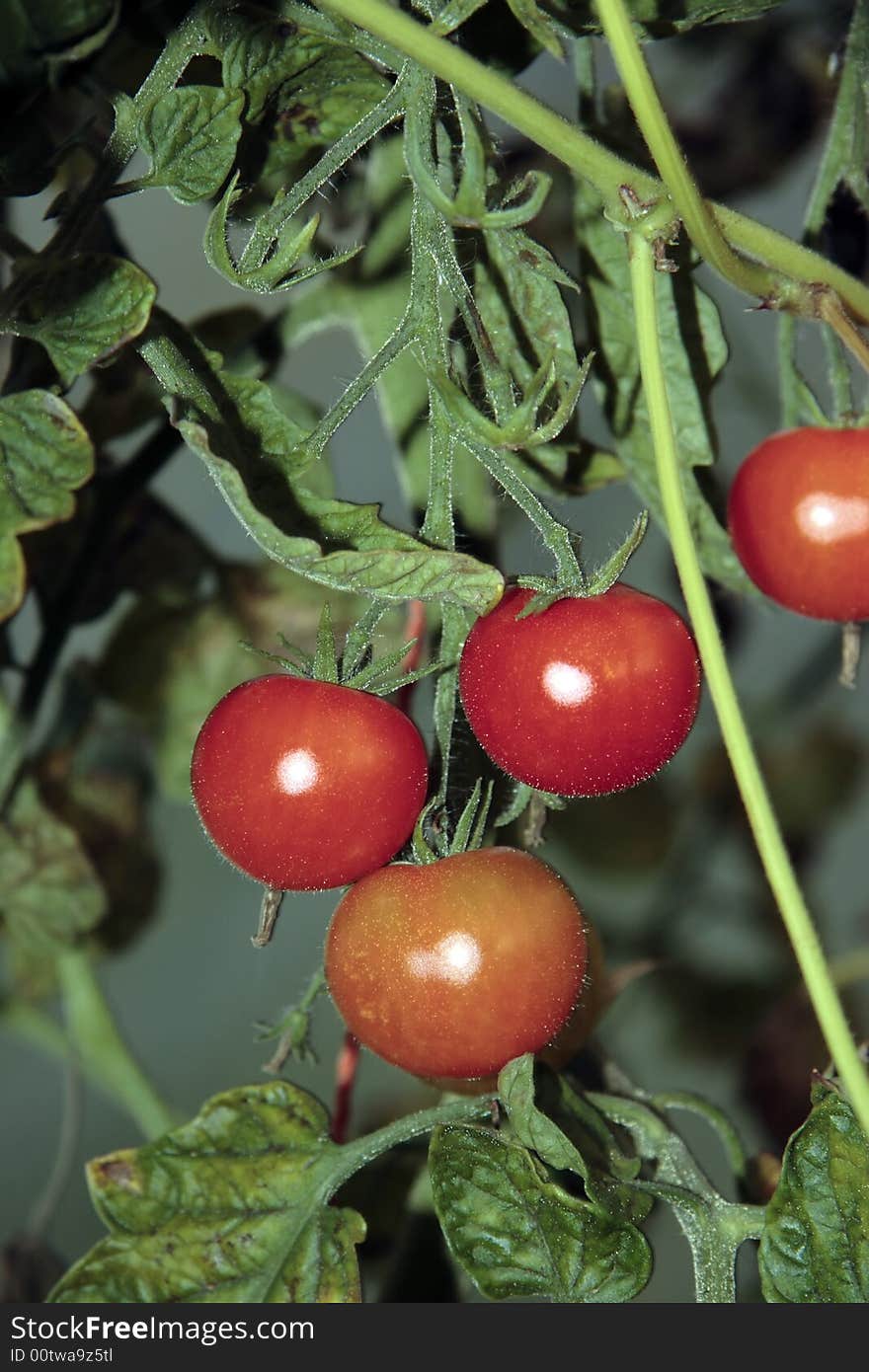 Juicy tomatoes