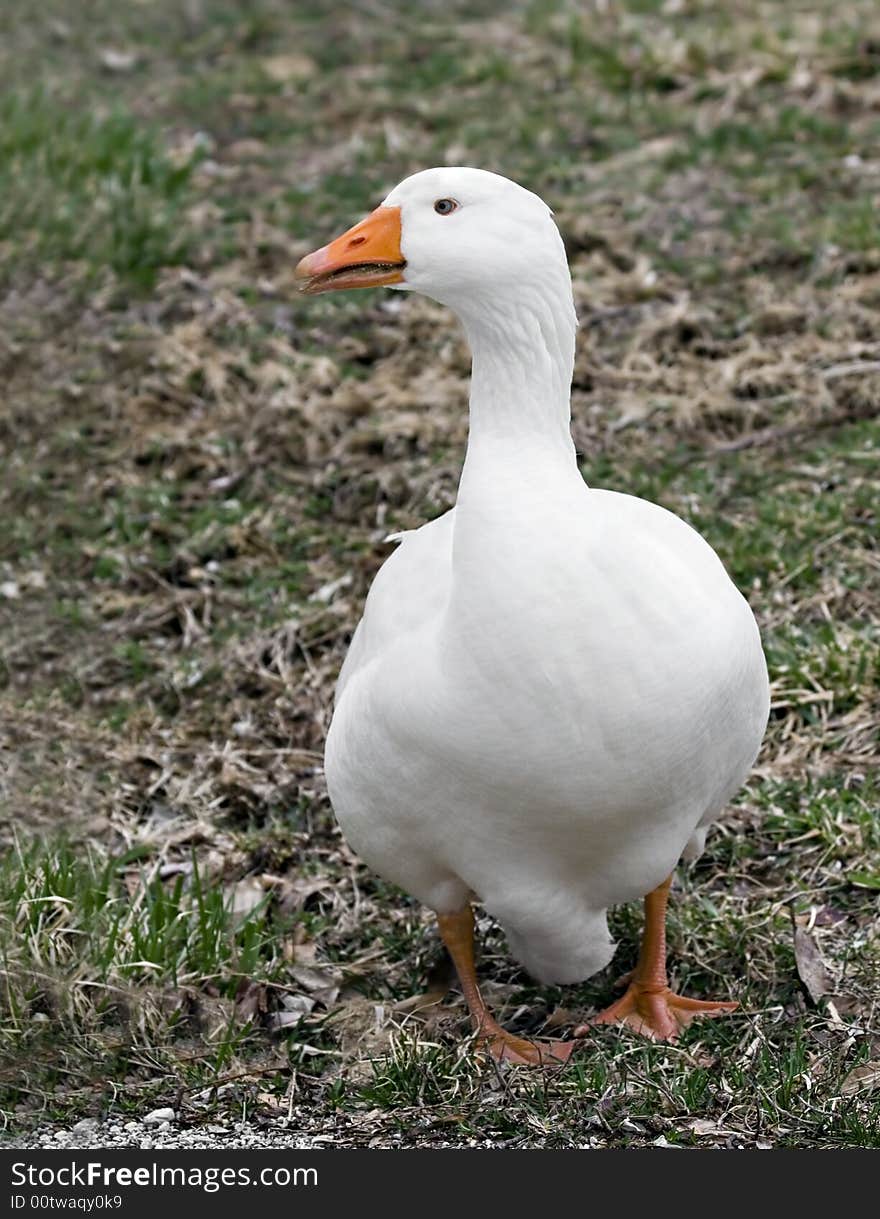 White domestic goose walking in the grass