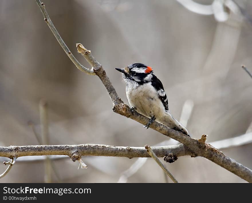 Downy woodpecker perched on a tree branch