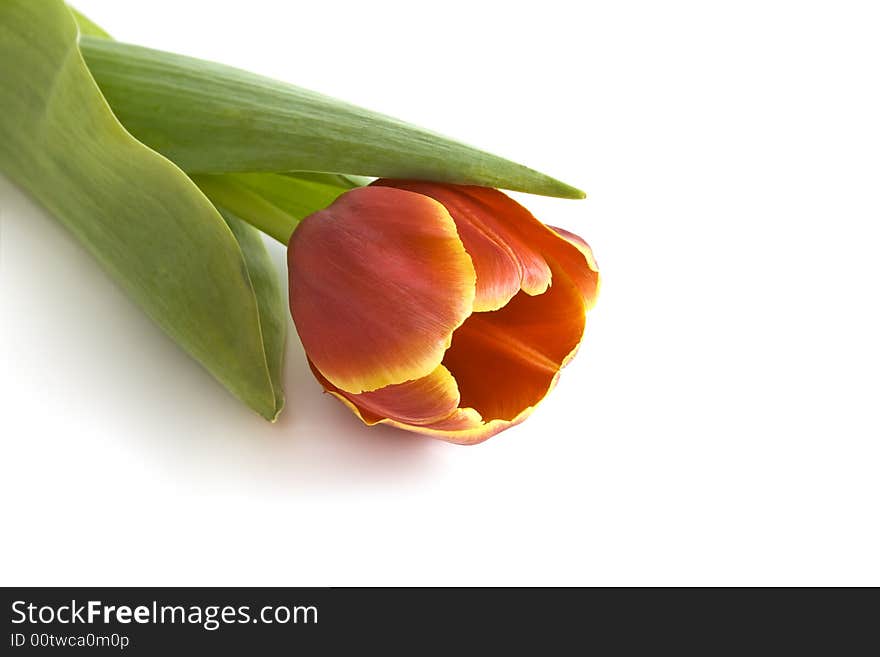 Red tulip on a white background with copy space