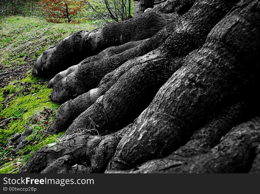 Tree Claws