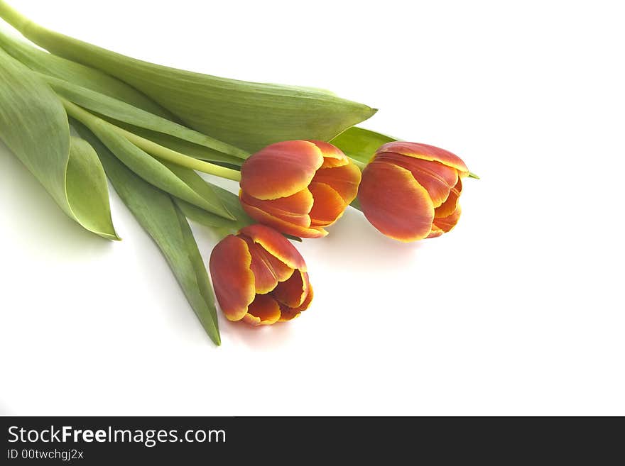 Red tulips on a white background with copy space