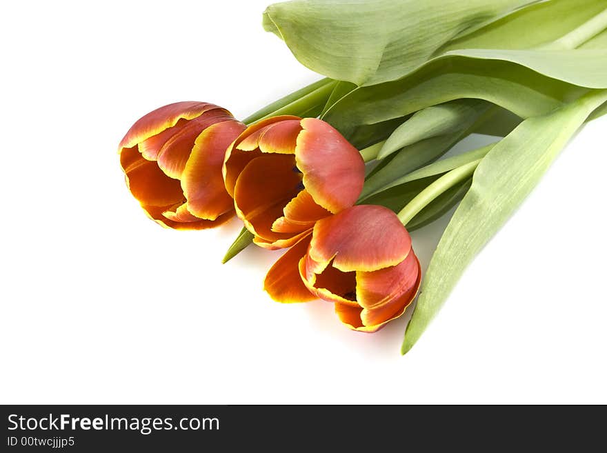 Red tulips on a white background with copy space