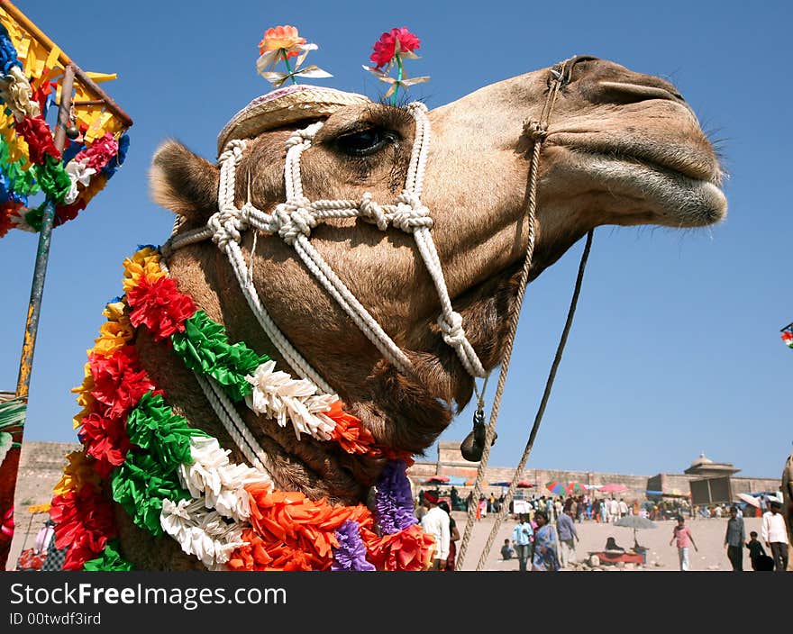 Camel on safari