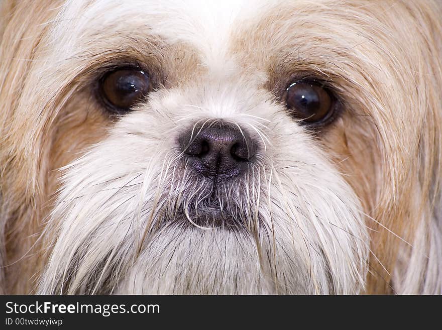 A close-up of a dogs face. A close-up of a dogs face.