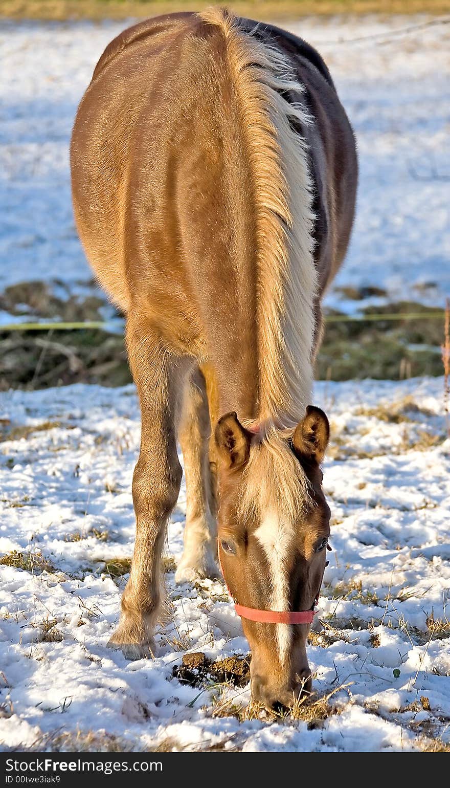 Portrait of nice bay horse. Portrait of nice bay horse