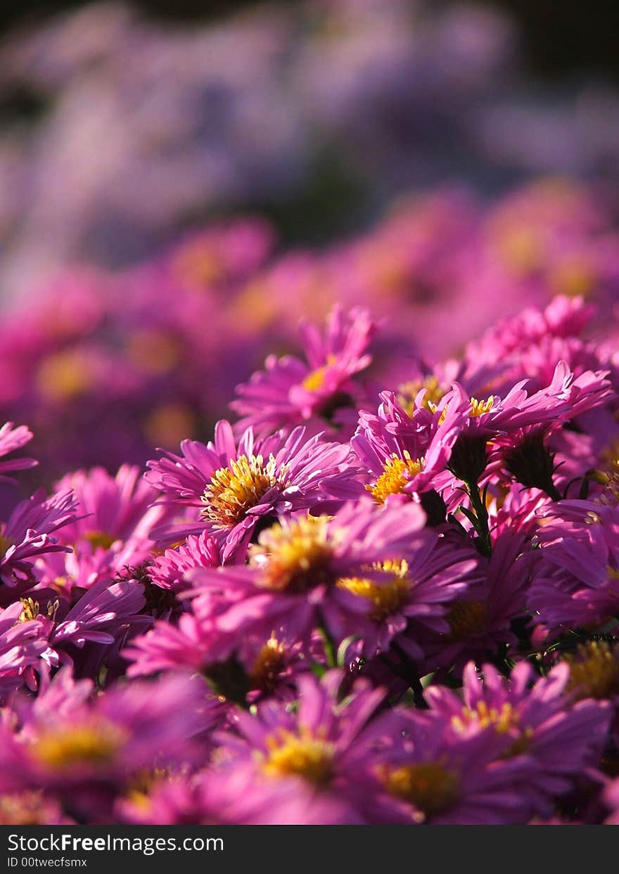 Purple group of chrysanthemum in a garden. Purple group of chrysanthemum in a garden