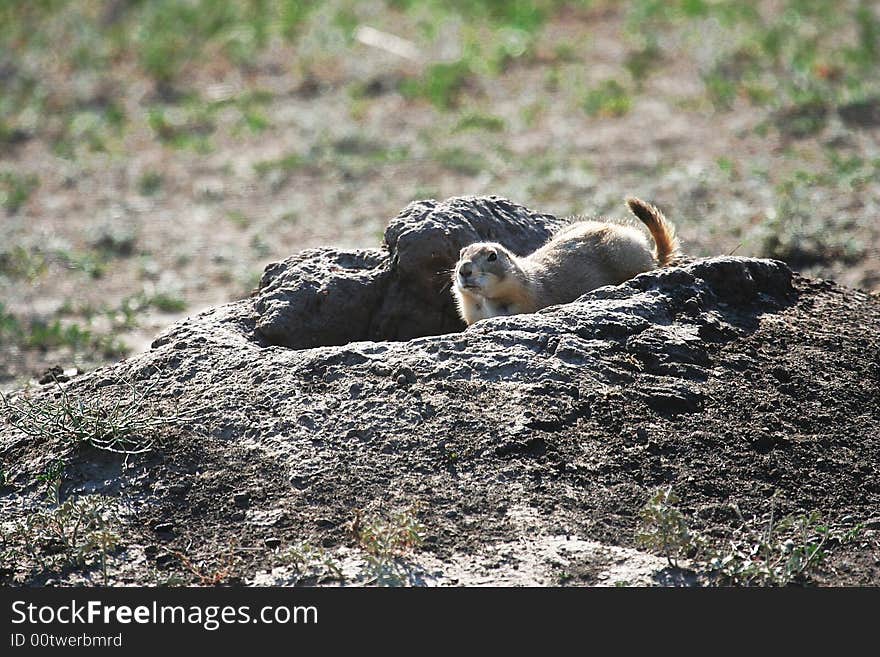 View of prairie dog south dakota