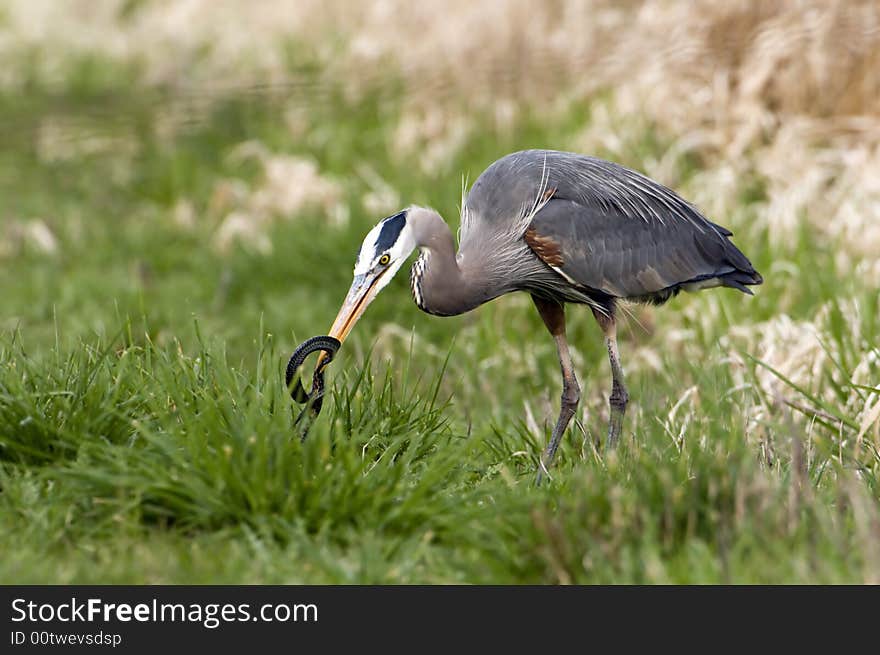 Great Blue Heron eating a snake. Great Blue Heron eating a snake.