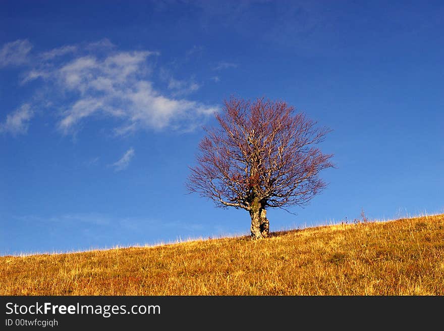 Autumn tree