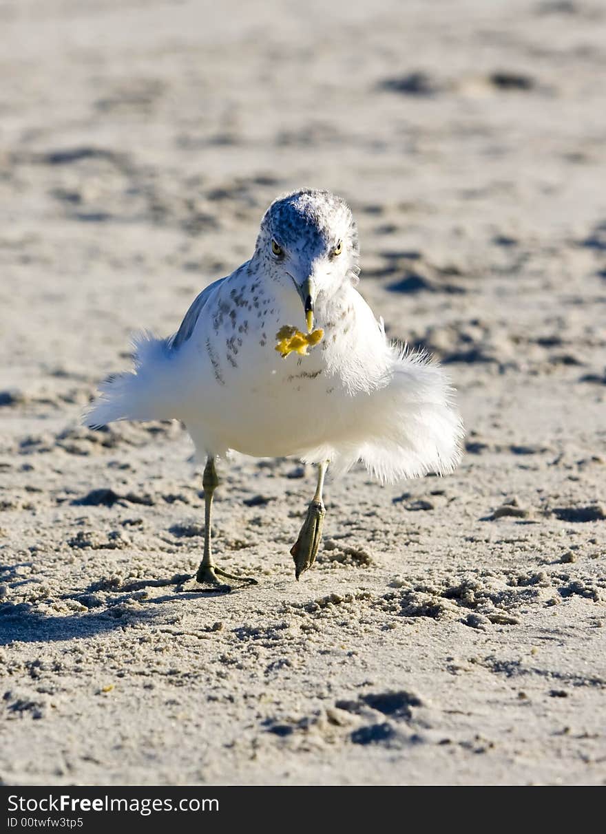 Seagull close-up