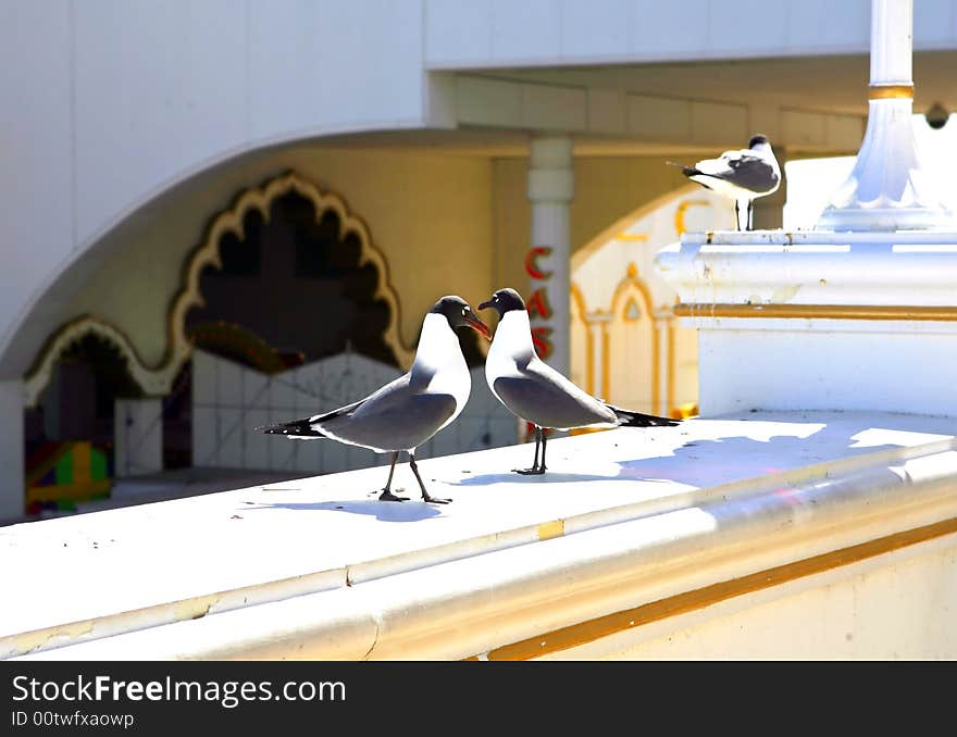 Two Seagull Close-up