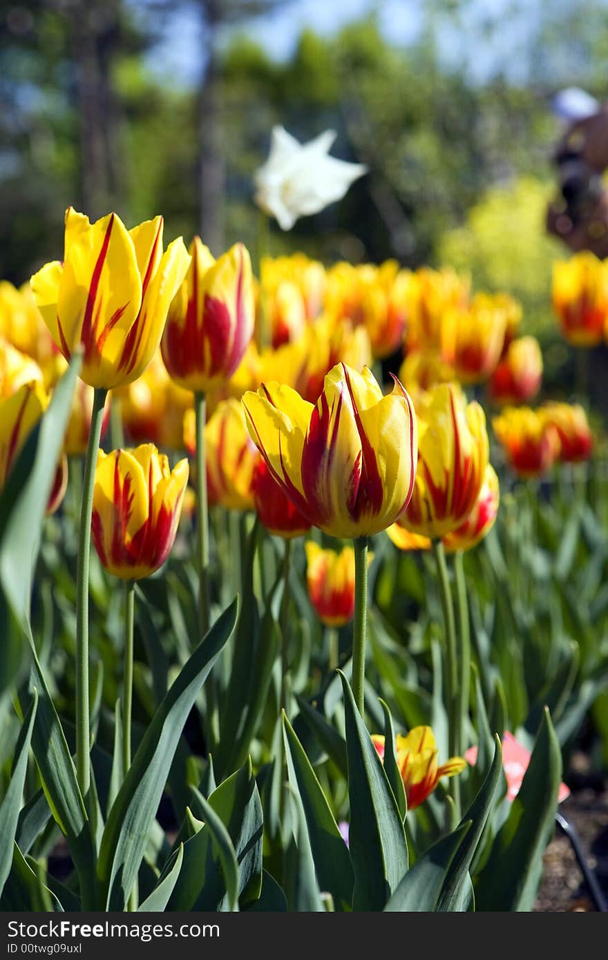 Brooklyn botanic garden. Red and yellow tulips