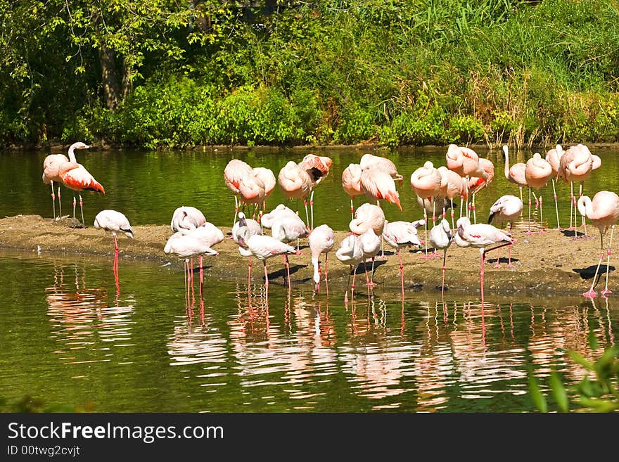 Flamingos at Lake