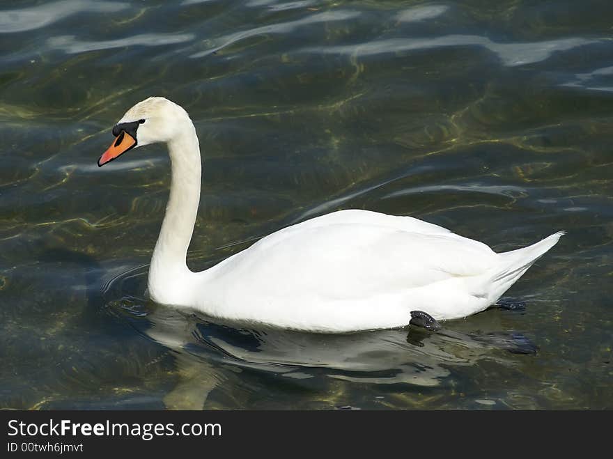 White Sawan swing in the Mediterranean sea. White Sawan swing in the Mediterranean sea.