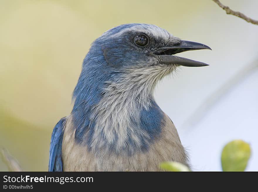 Close Up Head Shot Of A Florida Scrub Jay