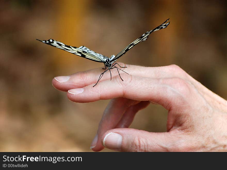 Tree Nymph butterfly in a woman's hand. Tree Nymph butterfly in a woman's hand.