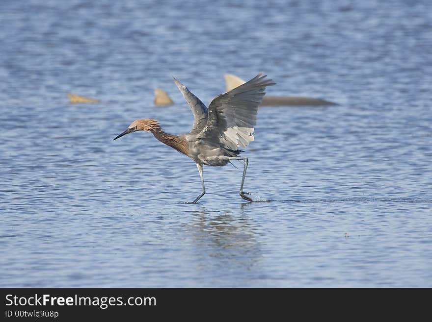 A Reddish Egret fishing with a Nurse Shark in the background