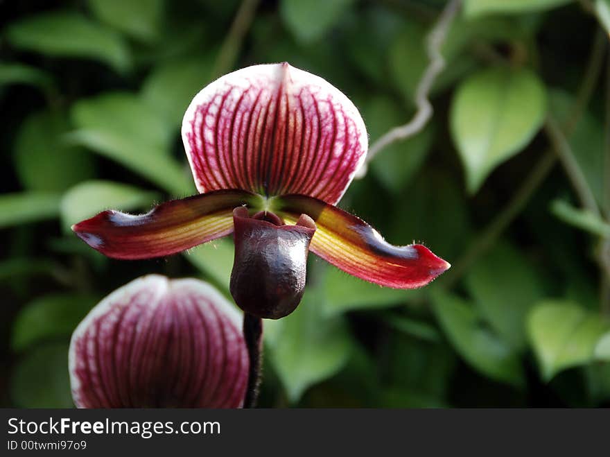 Beautiful purple slipper orchid against backdrop of green lush leaves