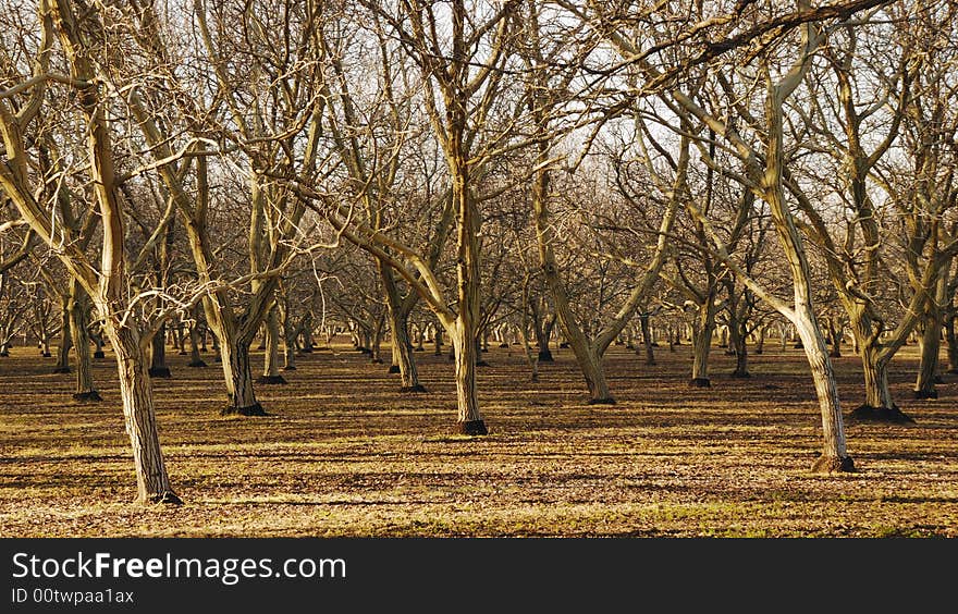 Bare orchard full of fruitless tress