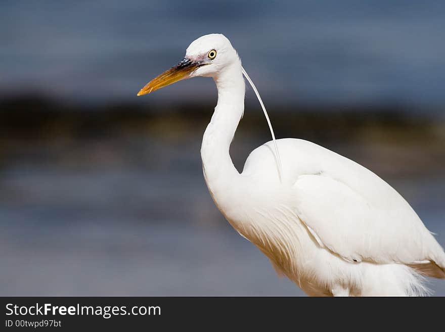 White Heron