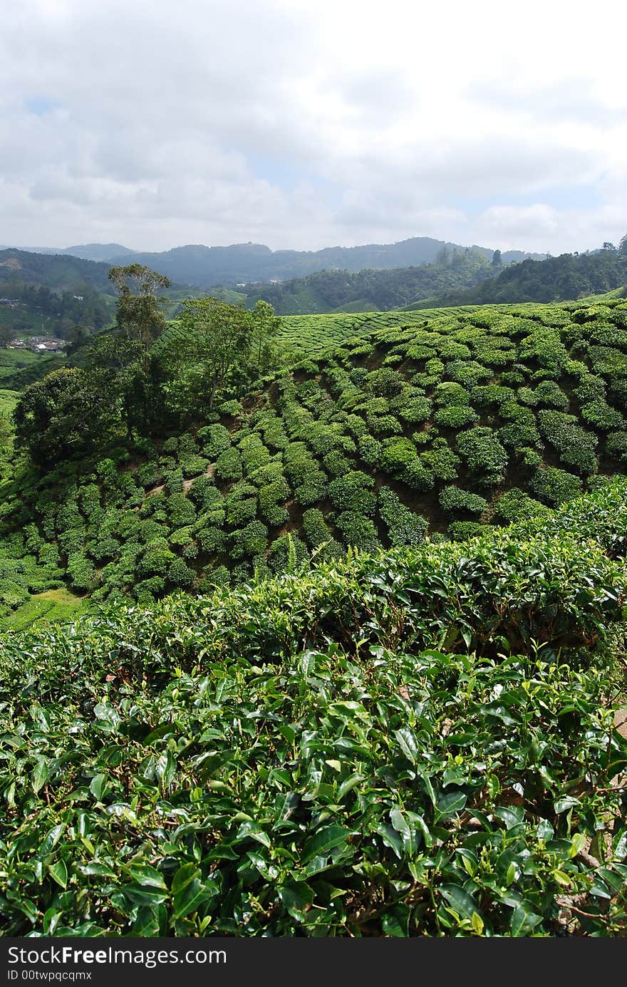 TEA FARM