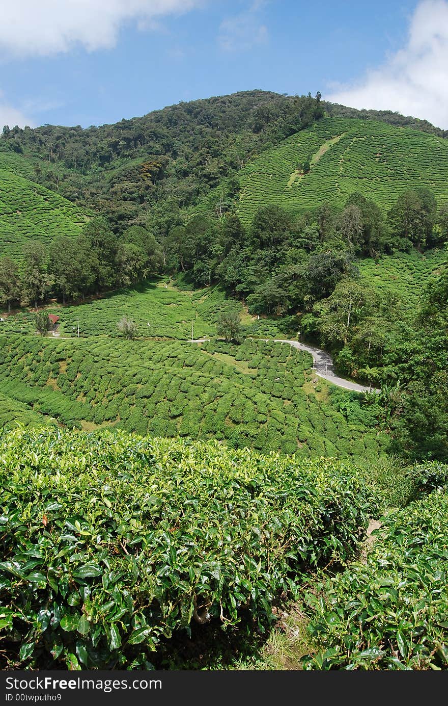 TEA FARM