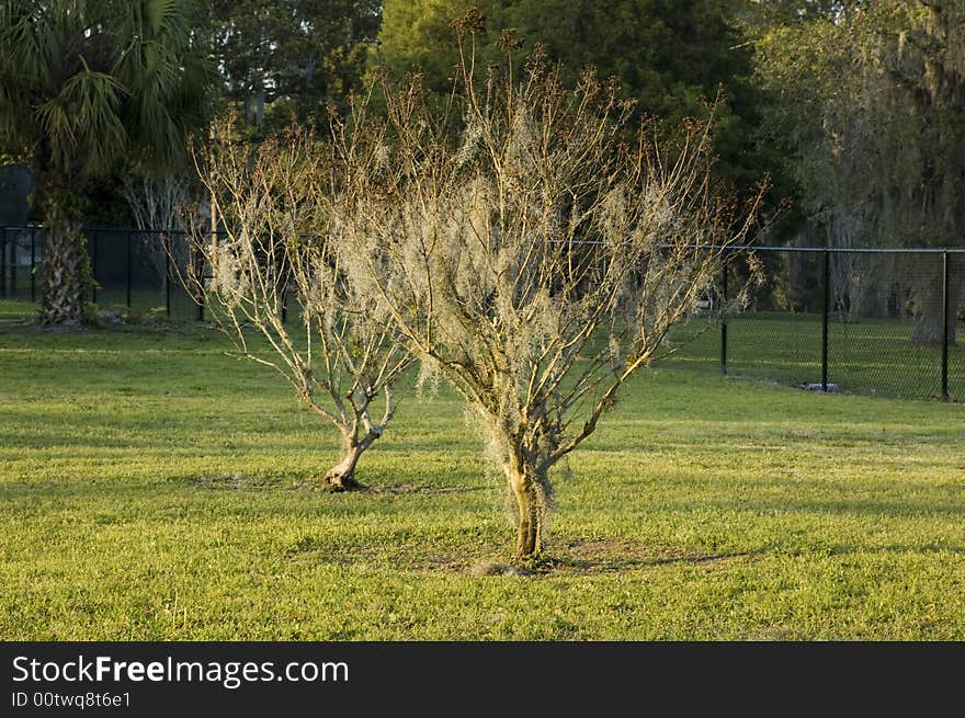 Baby Trees, with no leaves and sunlight.