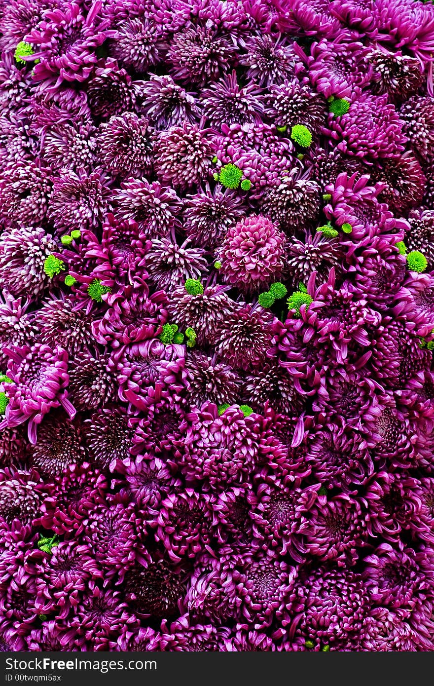 Bed of flowers