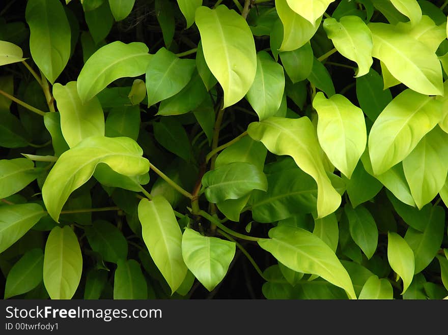 Shade Plant