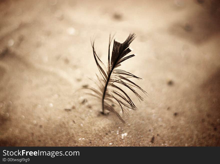 A bird's feather stuck in the sand. A bird's feather stuck in the sand.