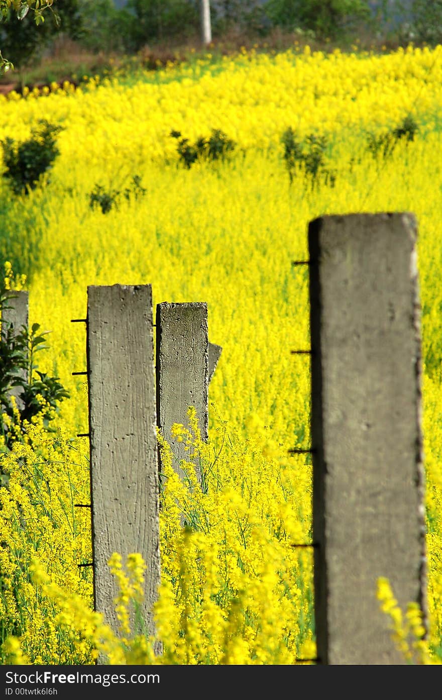 A place nearby chengdu,beautyful flowes. A place nearby chengdu,beautyful flowes