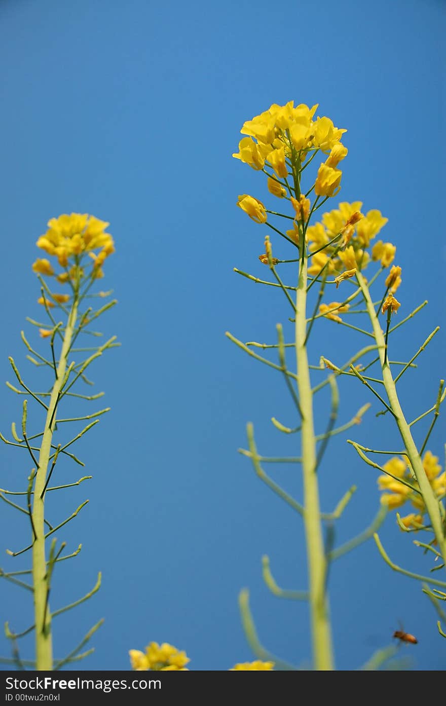 Blooming flowers