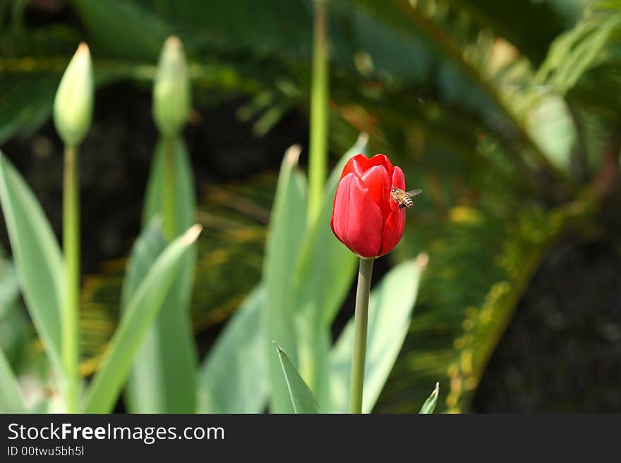 The Tulips are opening，bees are busy。. The Tulips are opening，bees are busy。