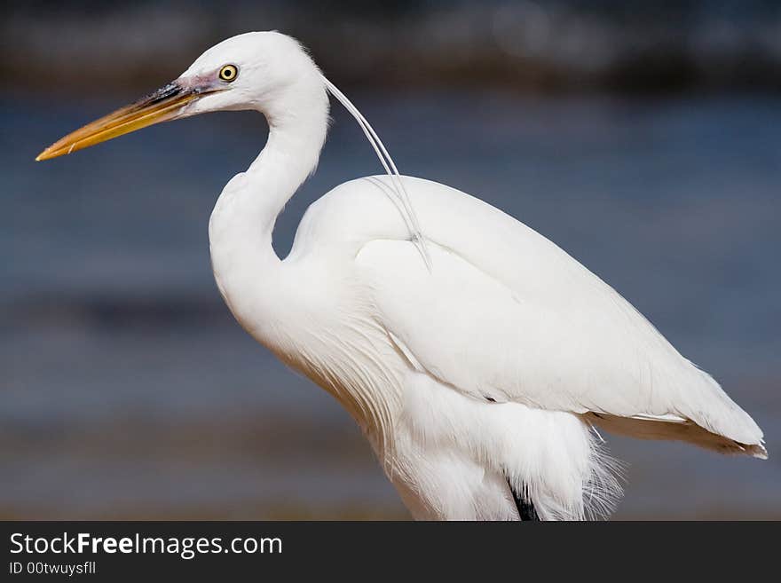 White heron