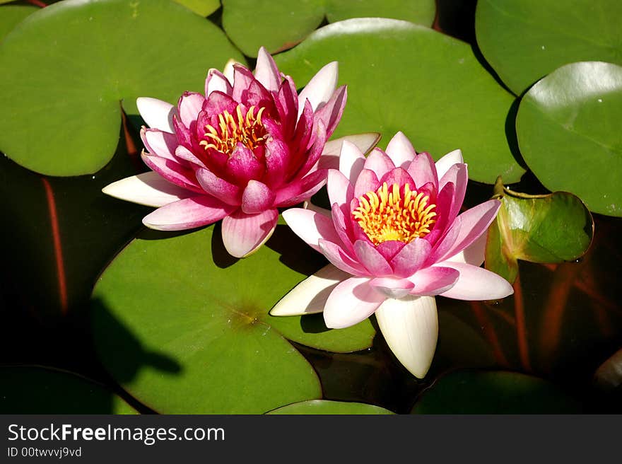 After the rain the lotus flowers looked fuller. After the rain the lotus flowers looked fuller