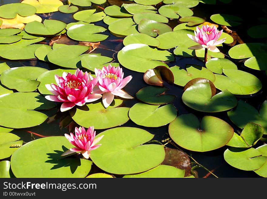 After the rain the lotus flowers looked fuller. After the rain the lotus flowers looked fuller