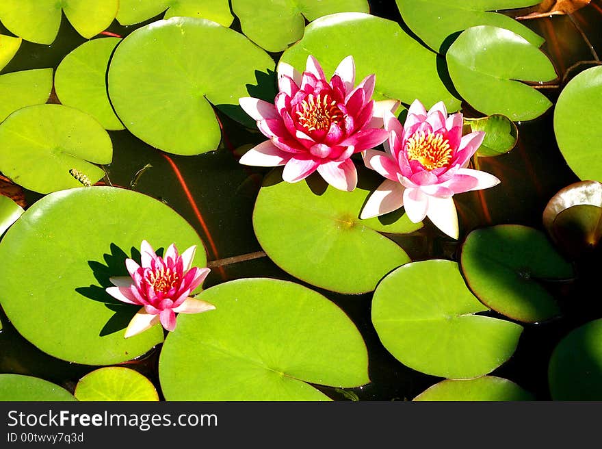 After the rain the lotus flowers looked fuller. After the rain the lotus flowers looked fuller