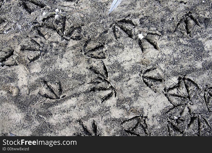 Texture - bird footprints on frozen silt. Texture - bird footprints on frozen silt