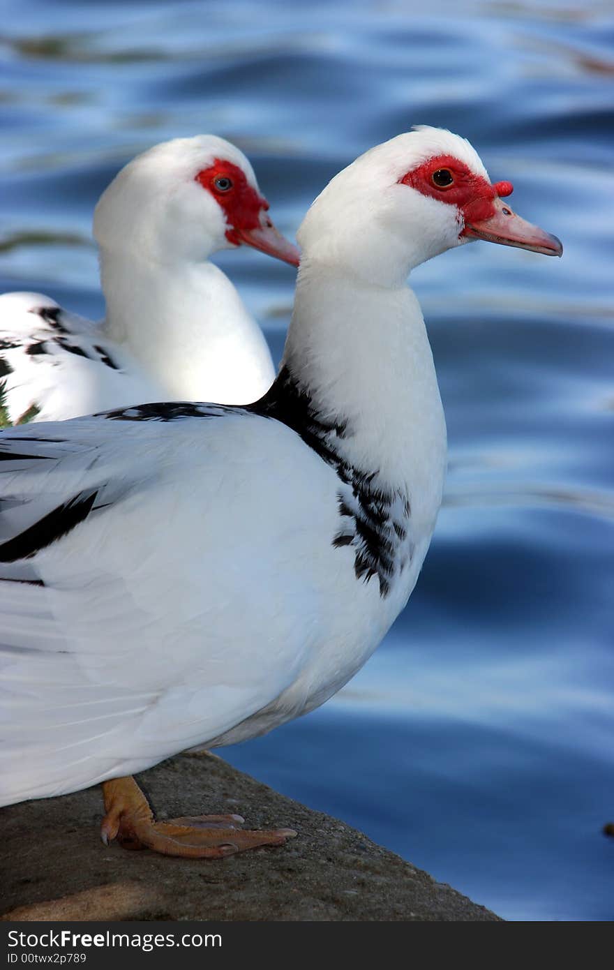 Two white geese are together