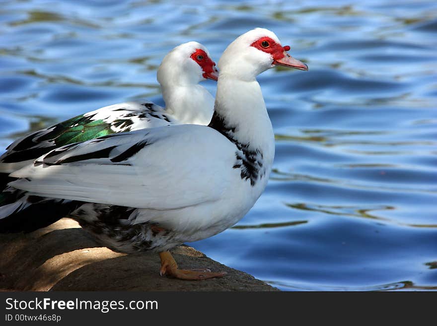 Two white geese are together