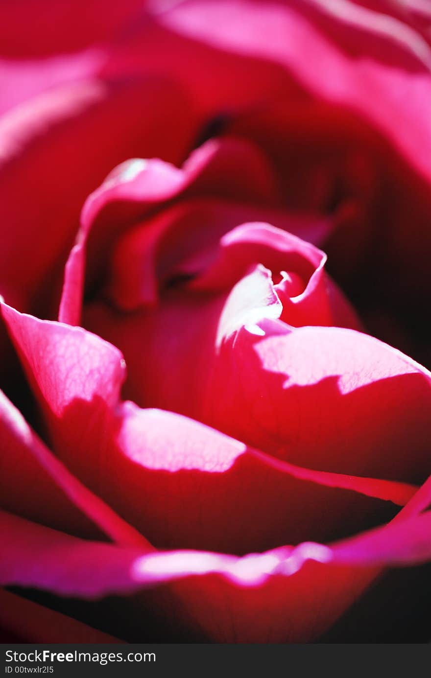 Macro closeup of a rose flower