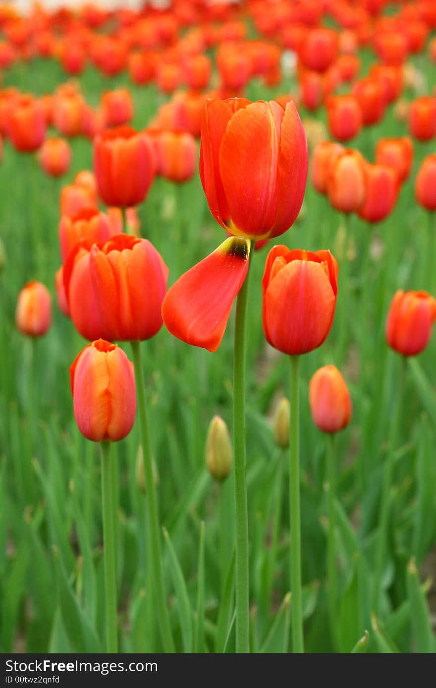 TULIPS-8