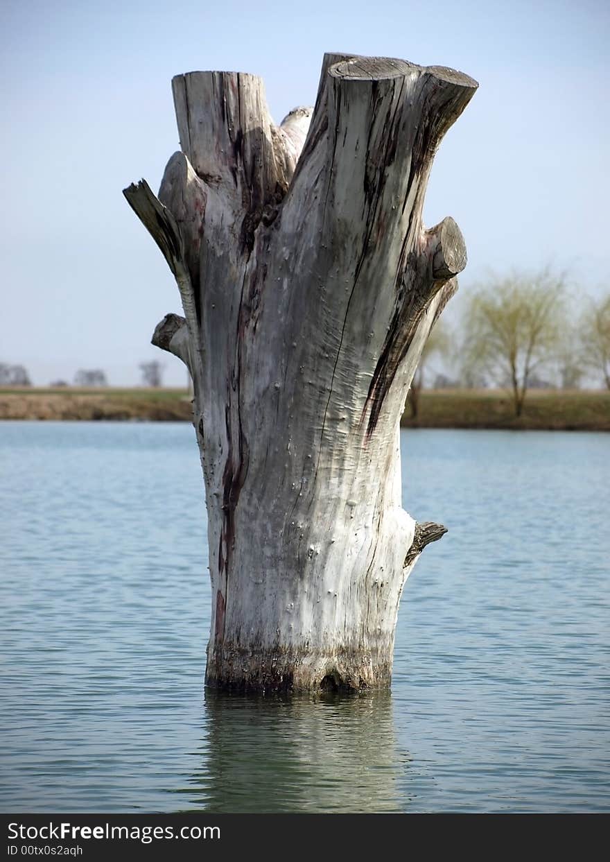 Stump in calm water surface in spring