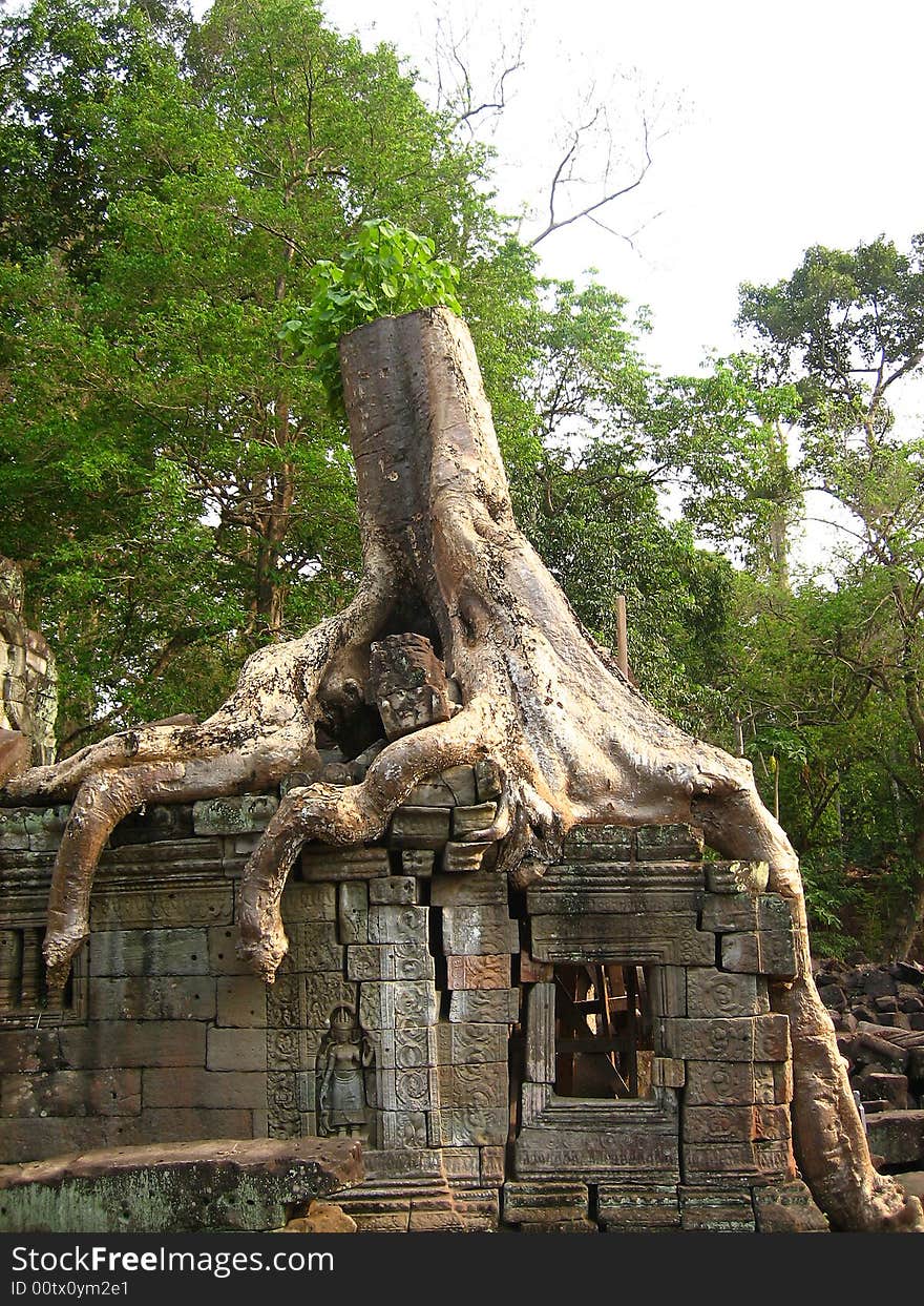 Angkor Wat Tree