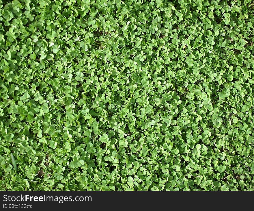 Clover leaves texture. Closeup of clover. Clover for bakground. Clover leaves texture. Closeup of clover. Clover for bakground.