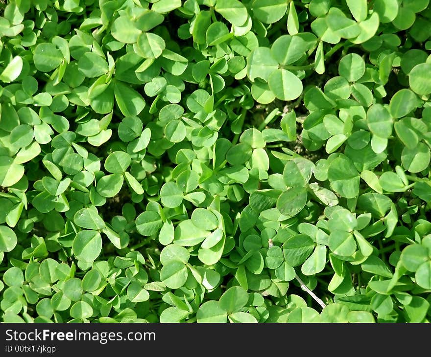 Clover leaves texture. Closeup of clover. Clover for bakground.