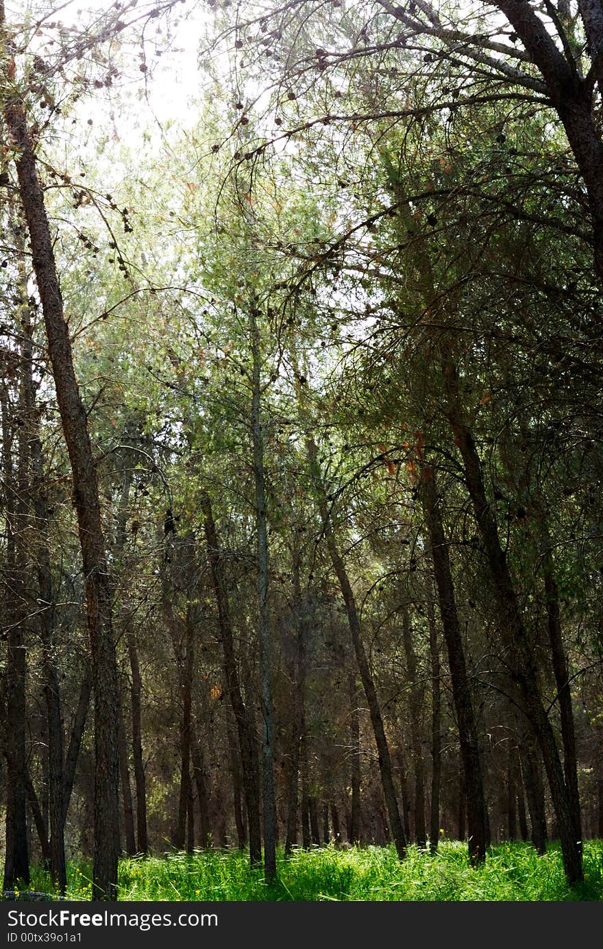 Backlit trees and grass at bottom. Backlit trees and grass at bottom