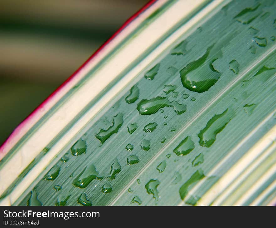 Close-up of rain water drops on leaf. Close-up of rain water drops on leaf.