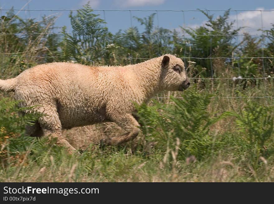 A lamb is playing in a meadow. A lamb is playing in a meadow